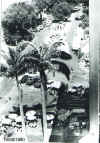 Teresina_19.jpg (160474 bytes)