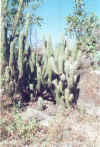cacto_paisagem2.jpg (146733 bytes)