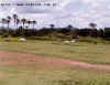 paisagem_campo_maior_gado.jpg (39079 bytes)